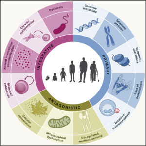 Understanding Aging: Epigenetic and Inflammatory Insights  